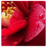 Camellia oil