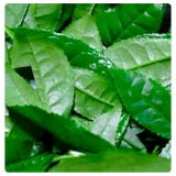 Green tea extract